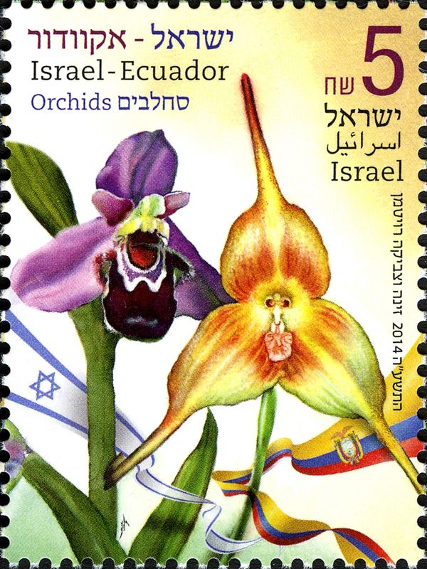 Ophrys apifera (Bee orchid) & Dracula simia (Monkey orchid)