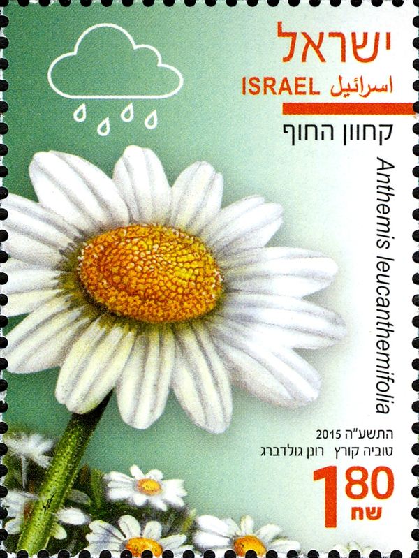 Anthemis leucanthemifolia