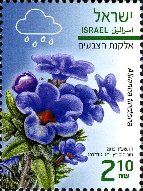 Alkanna tinctoria