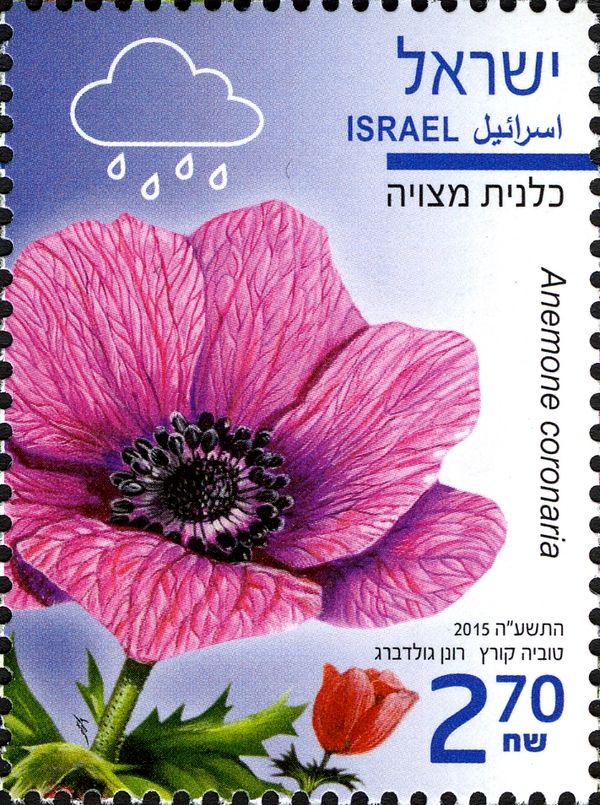 Anemone coronaria
