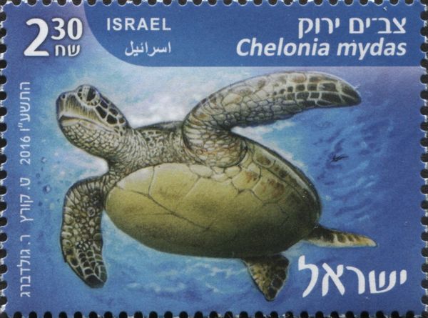Green Sea Turtle (Chelonia mydas)