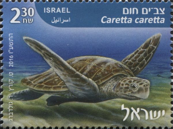 Loggerhead (Caretta caretta)