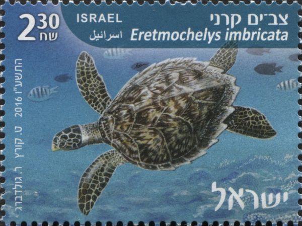 Hawksbill Turtle (Eretmochelys imbricata)