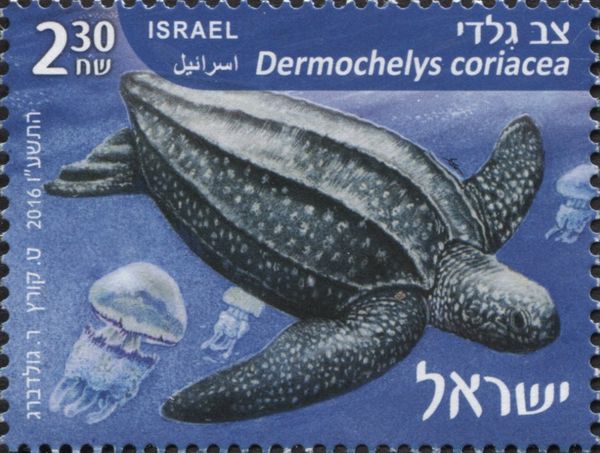 Leatherback Sea Turtle (Dermochelys coriacea)