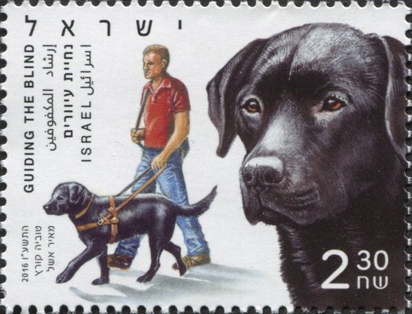 Service Dogs - Guiding the Blind