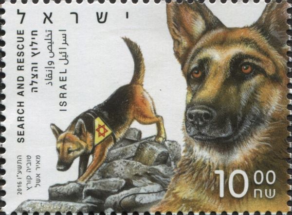Service Dogs - Search and Rescue