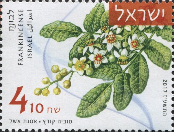 Frankincense (Boswellia sacra)