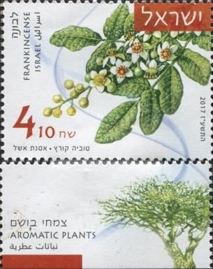 Frankincense (Boswellia sacra)