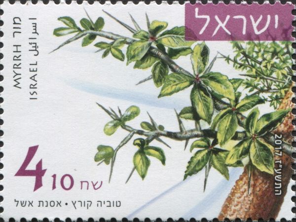 Myrrh (Commiphora myrrha)