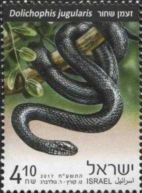 Large Whip Snake (Dolichophis jugularis)
