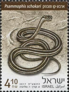 Schokari Sand Racer (Psammophis schokari)