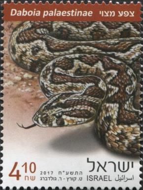 Vipera palaestinae