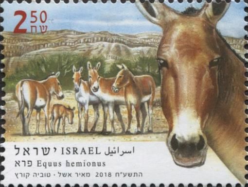 Asian Wild Ass (Equus hemionus)
