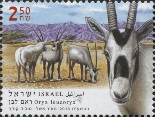 Arabian Oryx (Oryx leucoryx)
