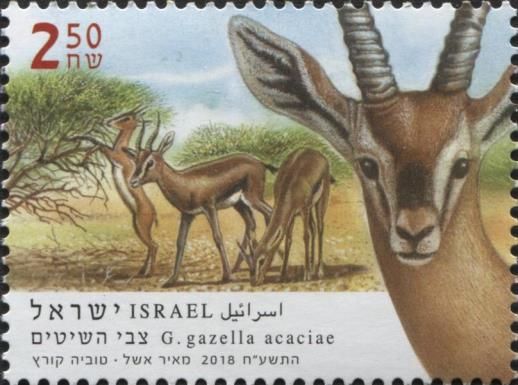 Acacia Gazelle (Gazella acaciae)