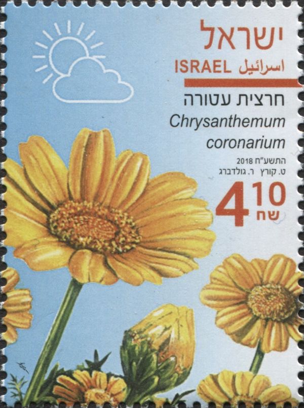 Crown Daisy (Chrysanthemum coronarium)