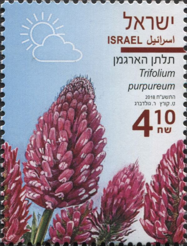 Clover (Trifolium purpureum)