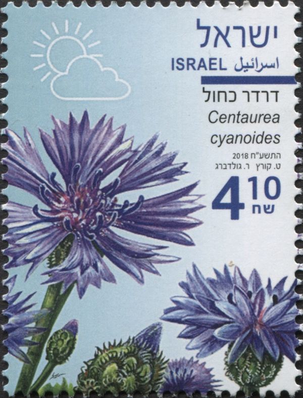 Cornflower (Centaurea cyanoides)
