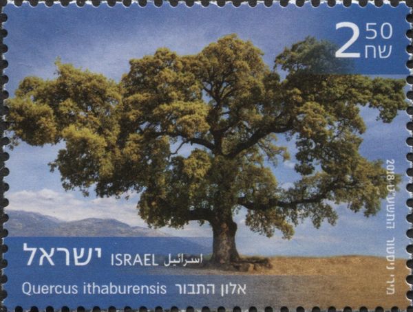 Mount Tabor Oak (Quercus ithaburensis)