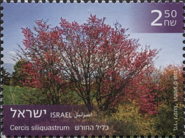 Judas Tree (Cercis siliquastrum)