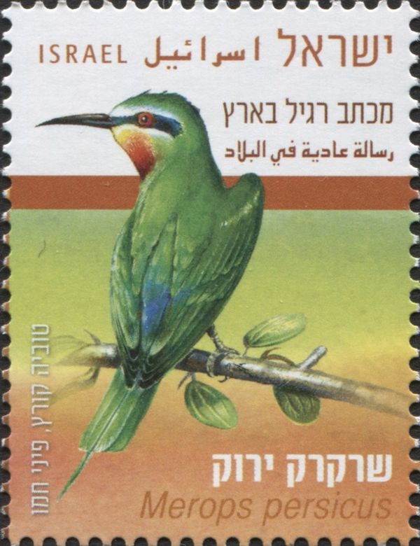 Blue-cheeked Bee-Eater (Merops persicus)