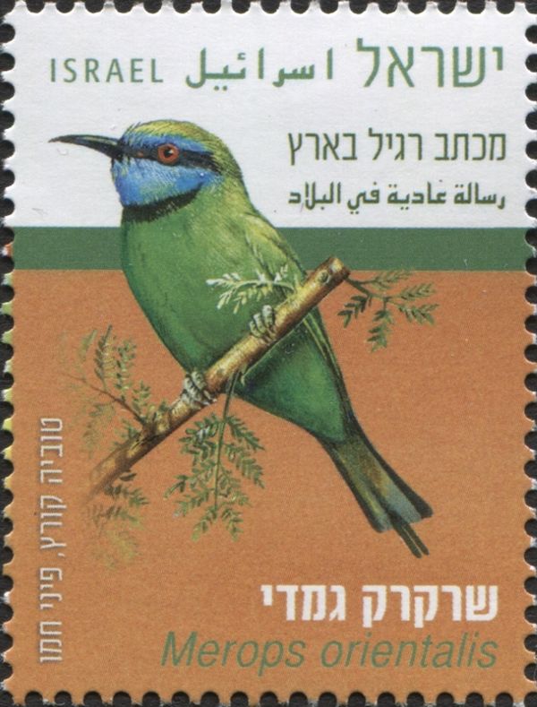Arabian Green Bee-Eater (Merops orientalis)
