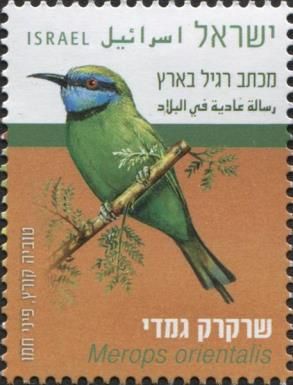 Arabian Green Bee-Eater (Merops orientalis)