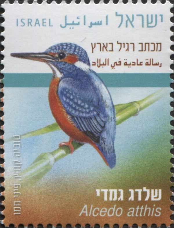 Common Kingfisher (Alcedo atthis)