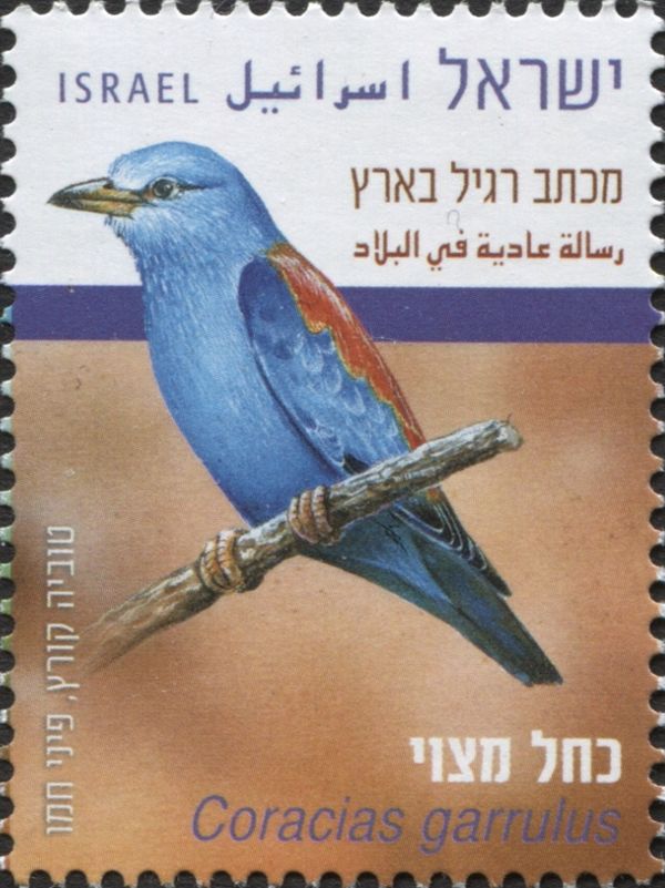 European Roller (Coracias garrulus)