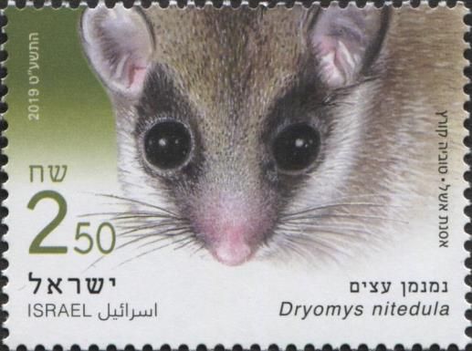 Eurasian Forest Dormouse (Dryomys nitedula)