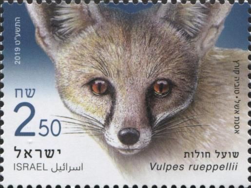 Rüppell's Fox (Vulpes rueppellii)