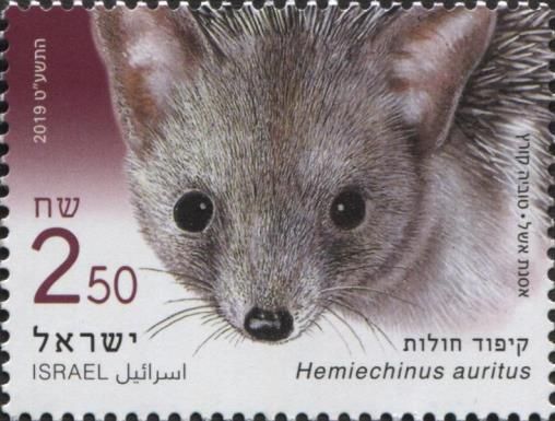 Common Long-eared Hedgehog (Hemiechinus auritus)