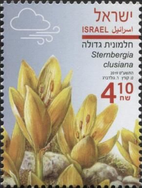 Gold Cup (Sternbergia clusiana)