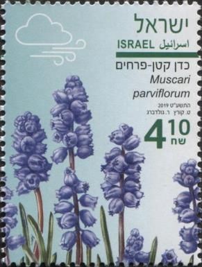 Grape Hyacinth (Muscari parviflorum)