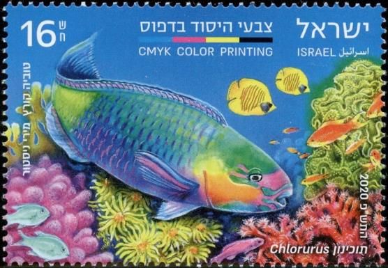 CMYK Printing : Parrotfish (Chlorurus sp)