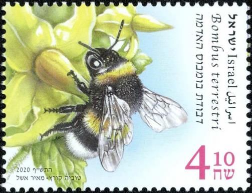 Large Earth Bumble Bee (Bombus terrestris)