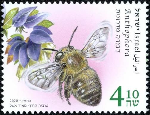 Hairy-footed Digger Bee (Anthophora plumipes)