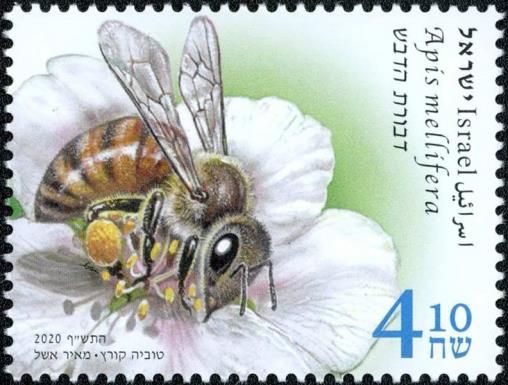 Western Honey Bee (Apis mellifera)