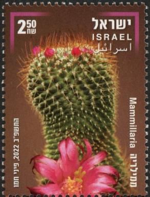 Mammillaria Cactus