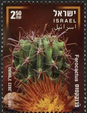 Ferocactus Cactus