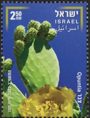Opuntia Cactus