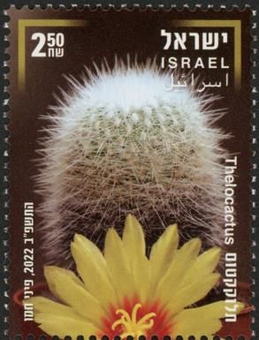 Thelocactus Cactus