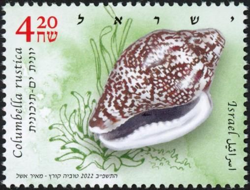 Columbella rustica