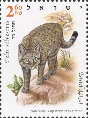 Wildcat (Felis sylvestris lybica)