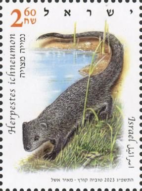 Egyptian mongoose (Herpestes ichneumon)