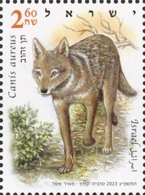 Golden jackal (Canis aureus)
