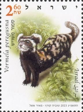 Marbled polecat (Vormela peregusna)