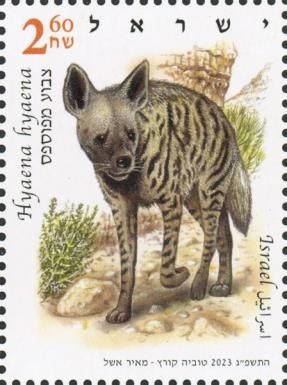 Striped Hyaena (Hyaena hyaena)