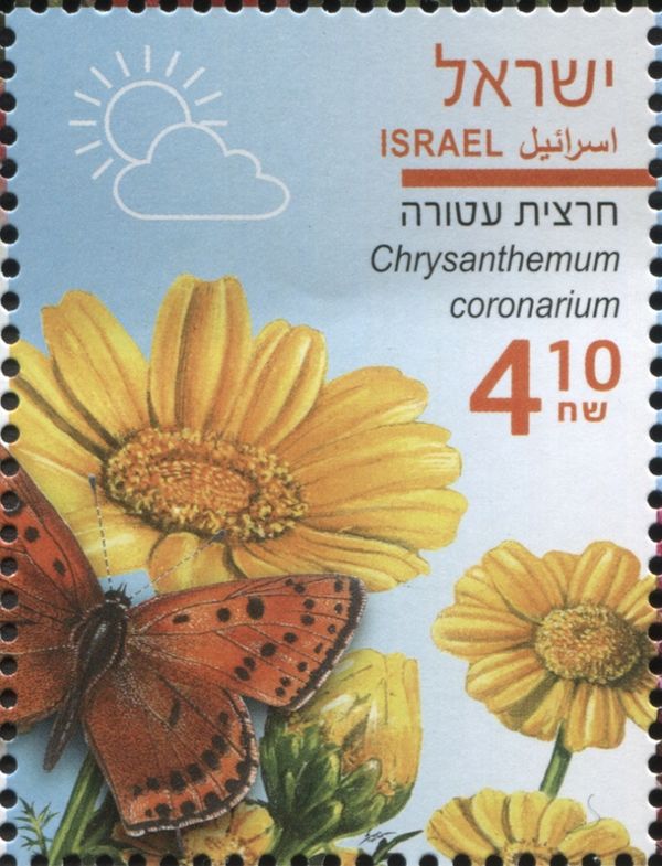 Crown Daisy (Chrysanthemum coronarium)