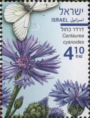 Cornflower (Centaurea cyanoides)